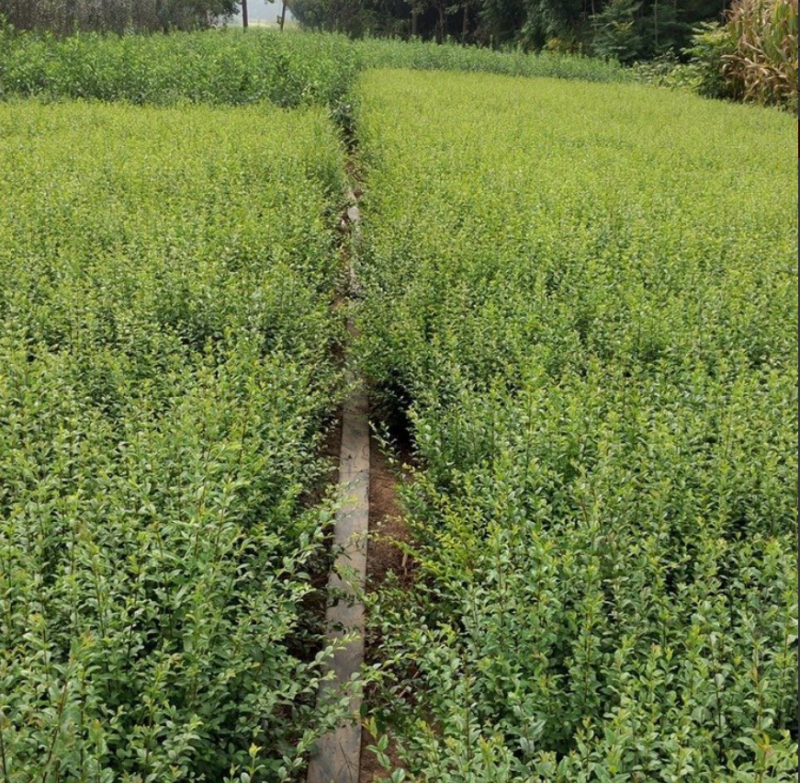 小叶女贞大量上市了价格优惠一手货源质量保证