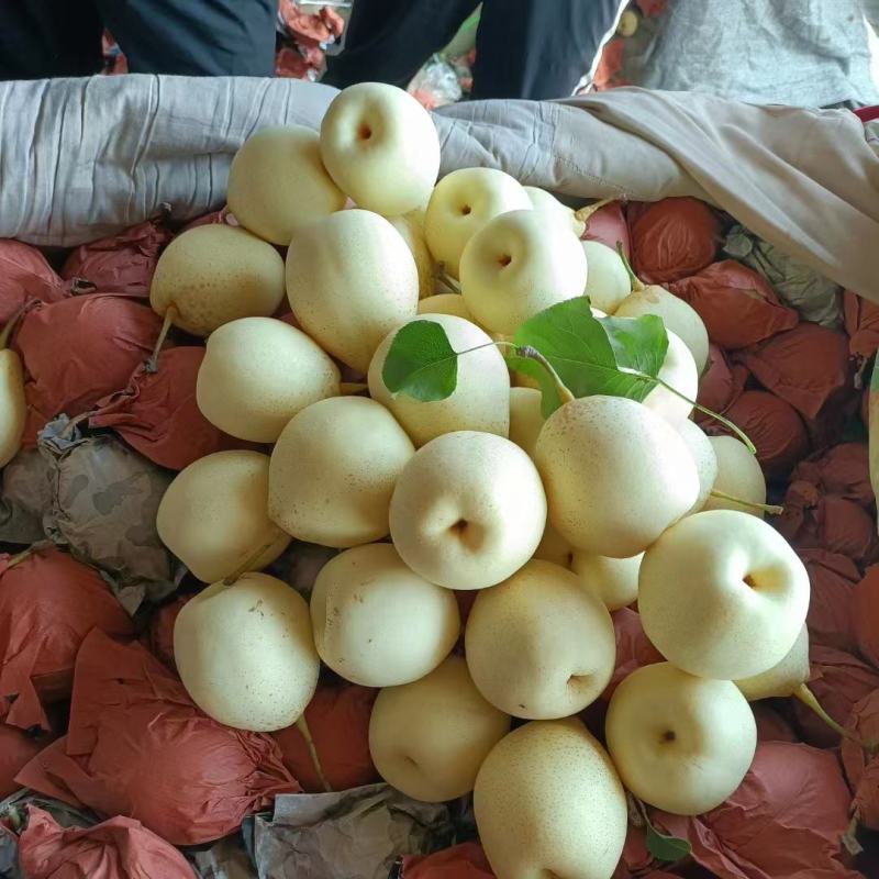 河北泊头膜袋鸭梨，水晶鸭梨产地直供