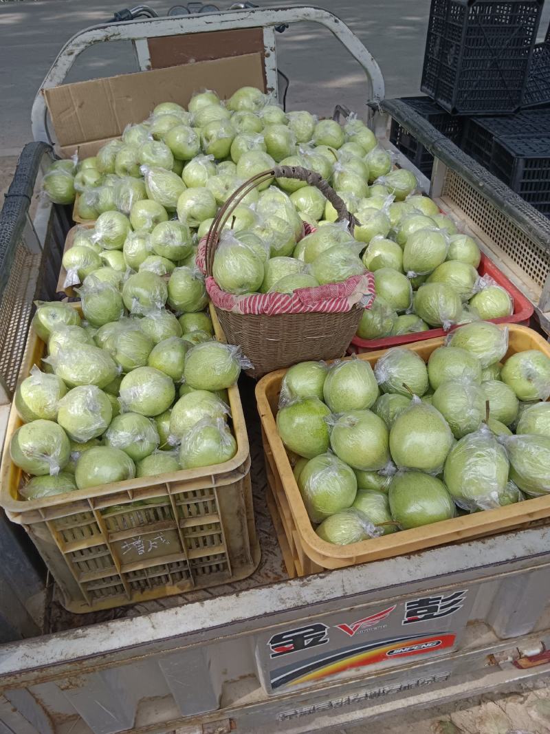 河北泊头膜袋鸭梨，水晶鸭梨产地直供