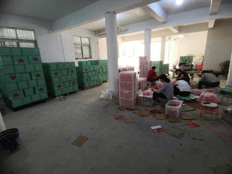 河阴石榴突尼斯软籽石榴非玛丽斯慕乐软籽石榴天荭石榴