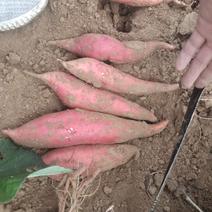 山东地瓜基地长期售西瓜红，品种纯口感香无丝甜可视频