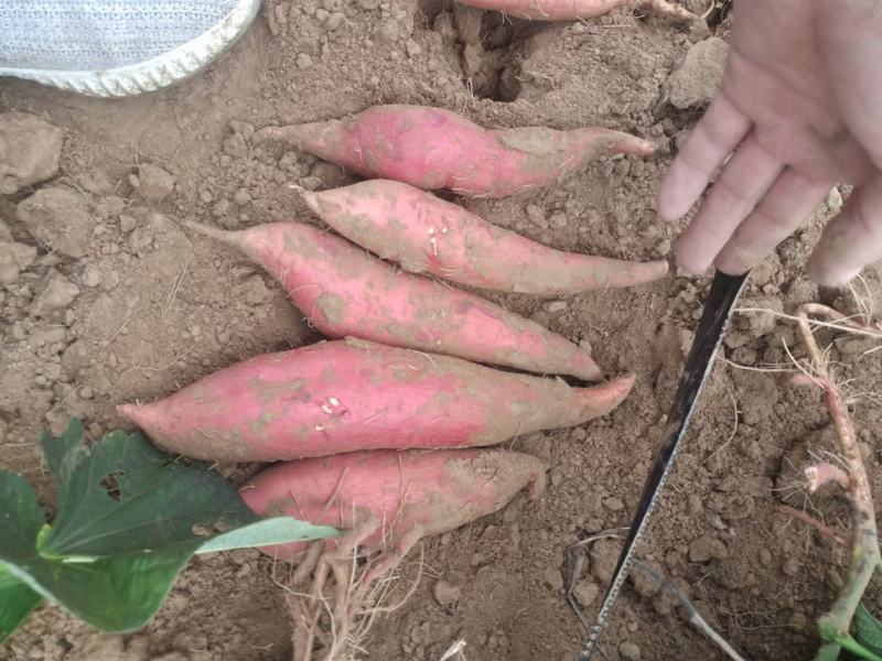 山东地瓜基地长期售西瓜红，品种纯口感香无丝甜可视频看货