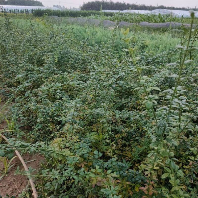 迎春花苗河南基地大量上市价格优惠一手货源质量保证