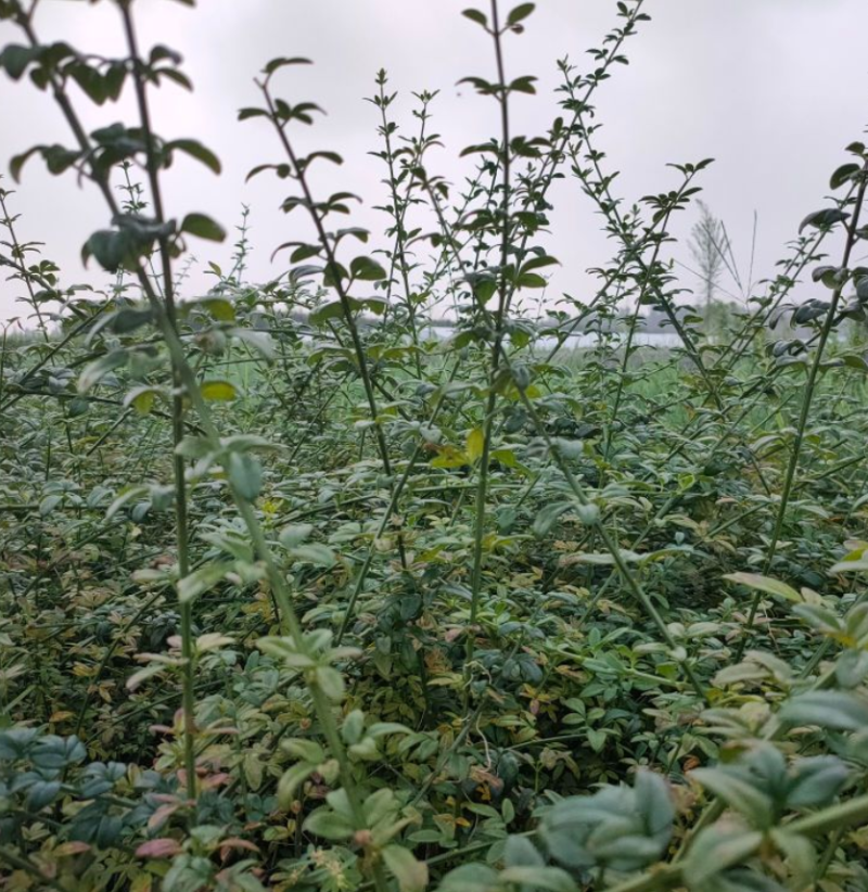 迎春花苗河南基地大量上市价格优惠一手货源质量保证