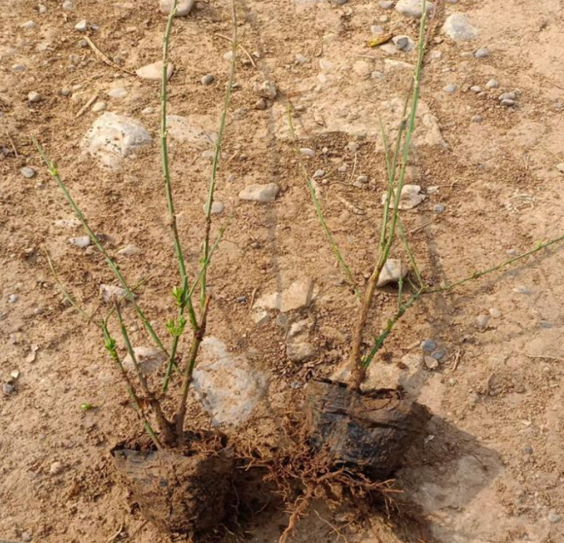 迎春花苗河南基地大量上市价格优惠一手货源质量保证