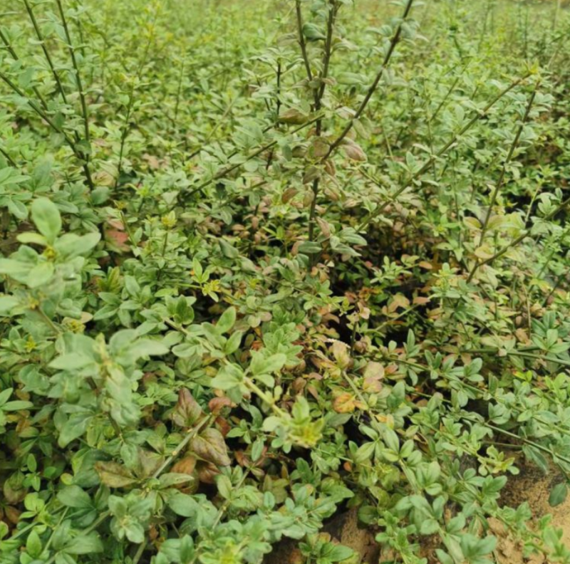 迎春花苗河南基地大量上市价格优惠一手货源质量保证
