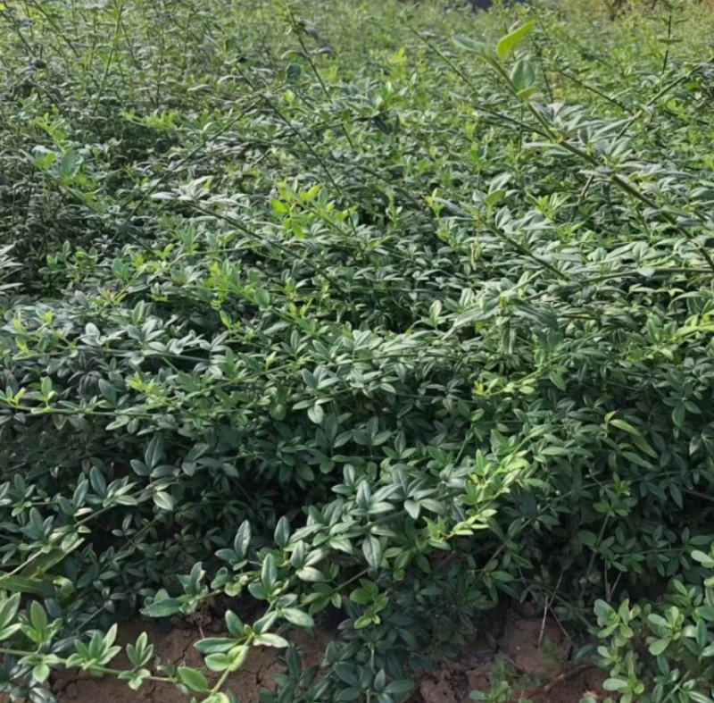 迎春花苗河南基地大量上市价格优惠一手货源质量保证