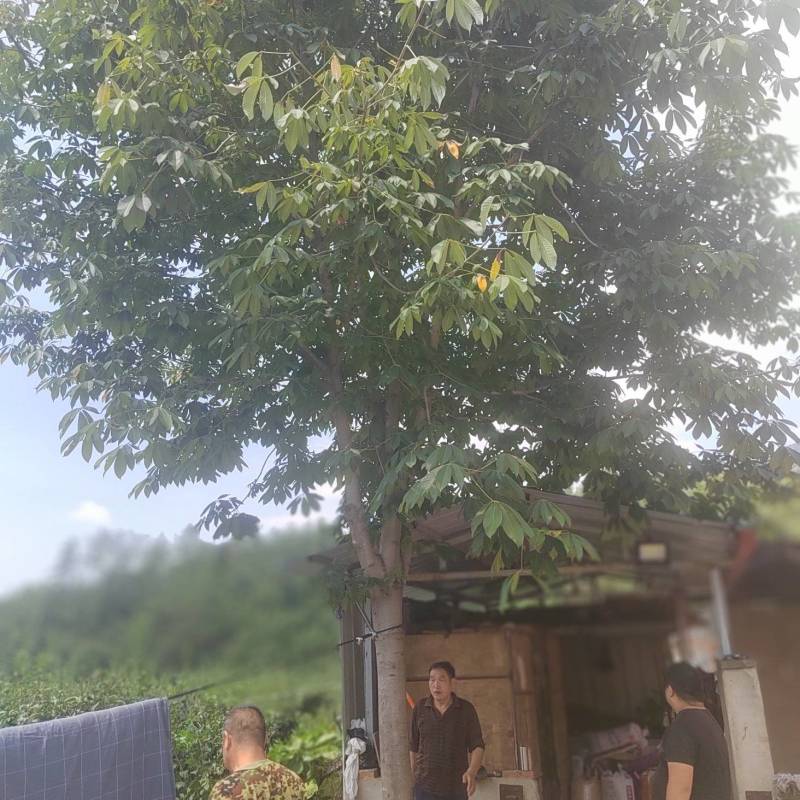 七叶树