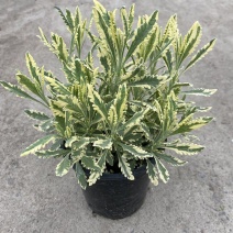 花叶米罗薰衣草盆栽绿植多年生香草植物驱蚊虫四季常绿