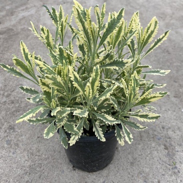 花叶米罗薰衣草盆栽绿植多年生香草植物驱蚊虫四季常绿