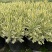 花叶米罗薰衣草盆栽绿植多年生香草植物驱蚊虫四季常绿