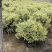 花叶米罗薰衣草盆栽绿植多年生香草植物驱蚊虫四季常绿