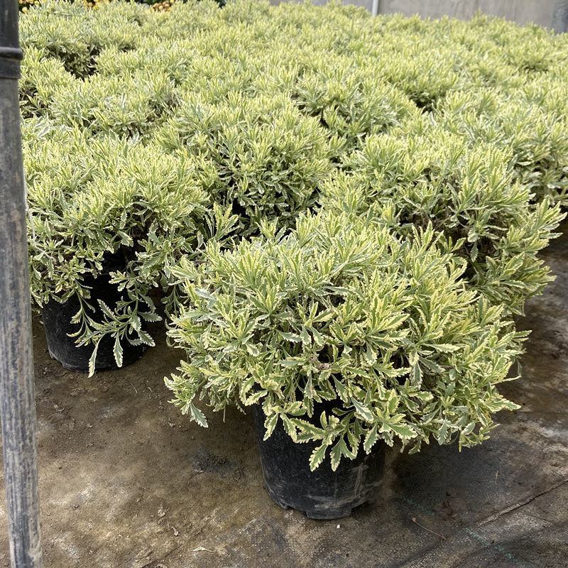 花叶米罗薰衣草盆栽绿植多年生香草植物驱蚊虫四季常绿