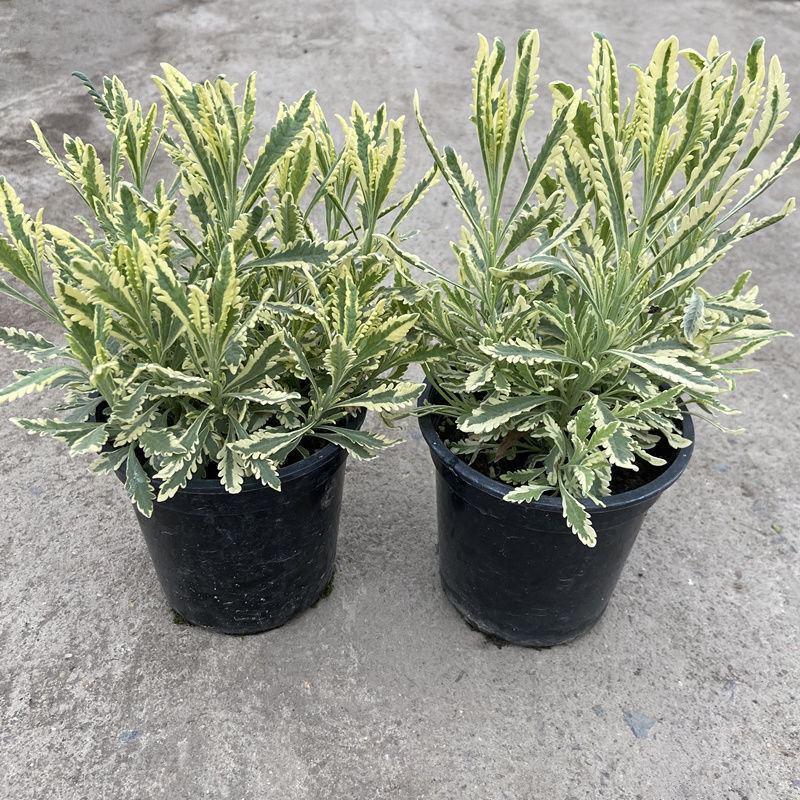 花叶米罗薰衣草盆栽绿植多年生香草植物驱蚊虫四季常绿