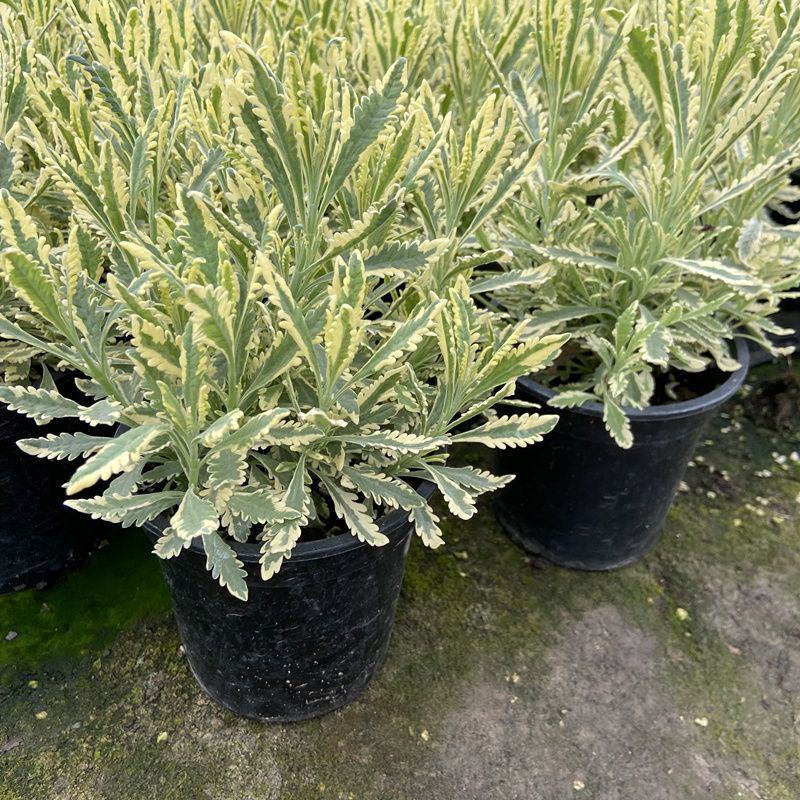 花叶米罗薰衣草盆栽绿植多年生香草植物驱蚊虫四季常绿