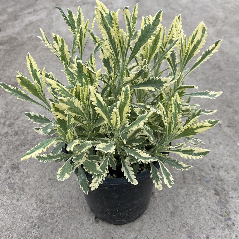 花叶米罗薰衣草盆栽绿植多年生香草植物驱蚊虫四季常绿