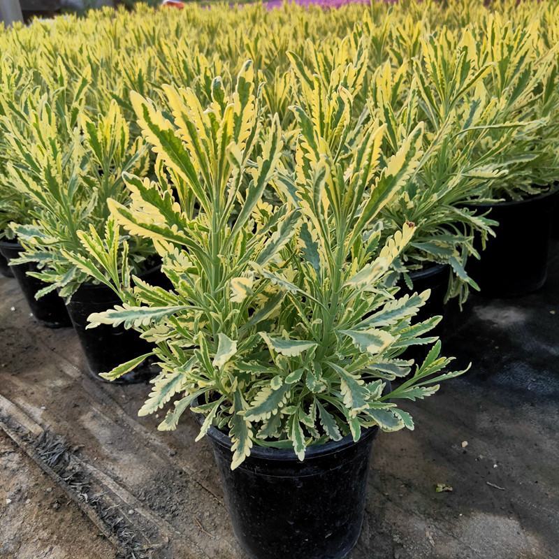 花叶米罗薰衣草盆栽绿植多年生香草植物驱蚊虫四季常绿
