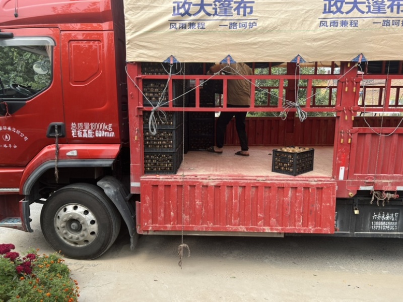 周至猕猴桃小果酿酒榨汁社区团购需要的电话联系