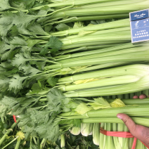 西芹
