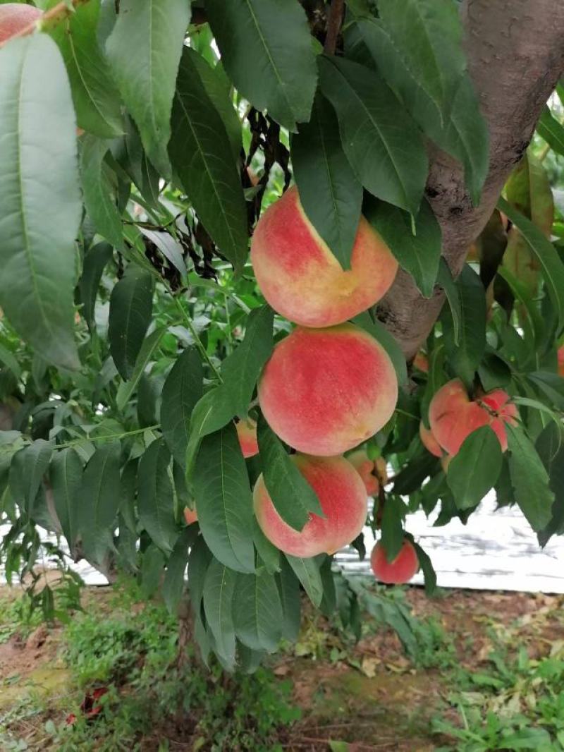 金秋蜜桃已大量上市中