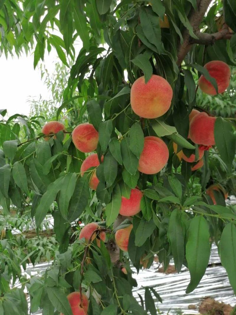 金秋蜜桃已大量上市中