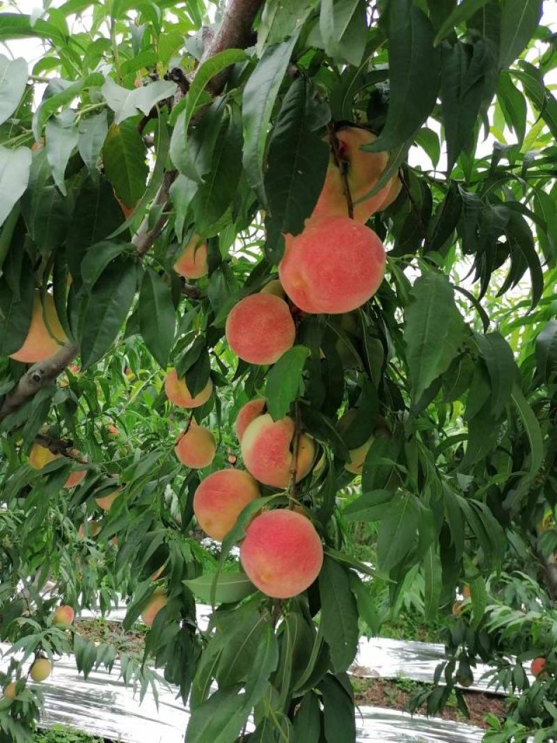 金秋蜜桃已大量上市中