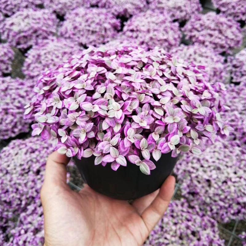 胭脂云多肉植物紫色吊兰稀有品种爆盆栽办公室内阳台花卉