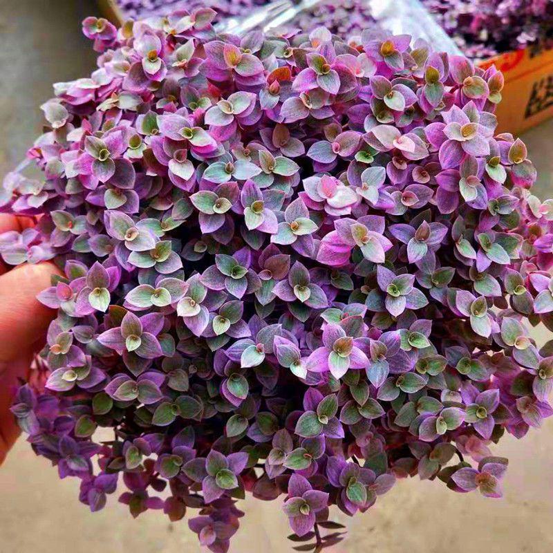 胭脂云多肉植物紫色吊兰稀有品种爆盆栽办公室内阳台花卉