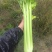 兰州高原菜