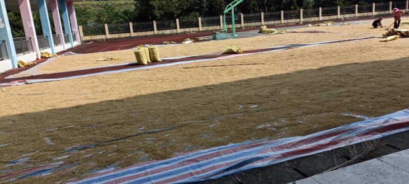 野香优红占米口感香软广西桂林