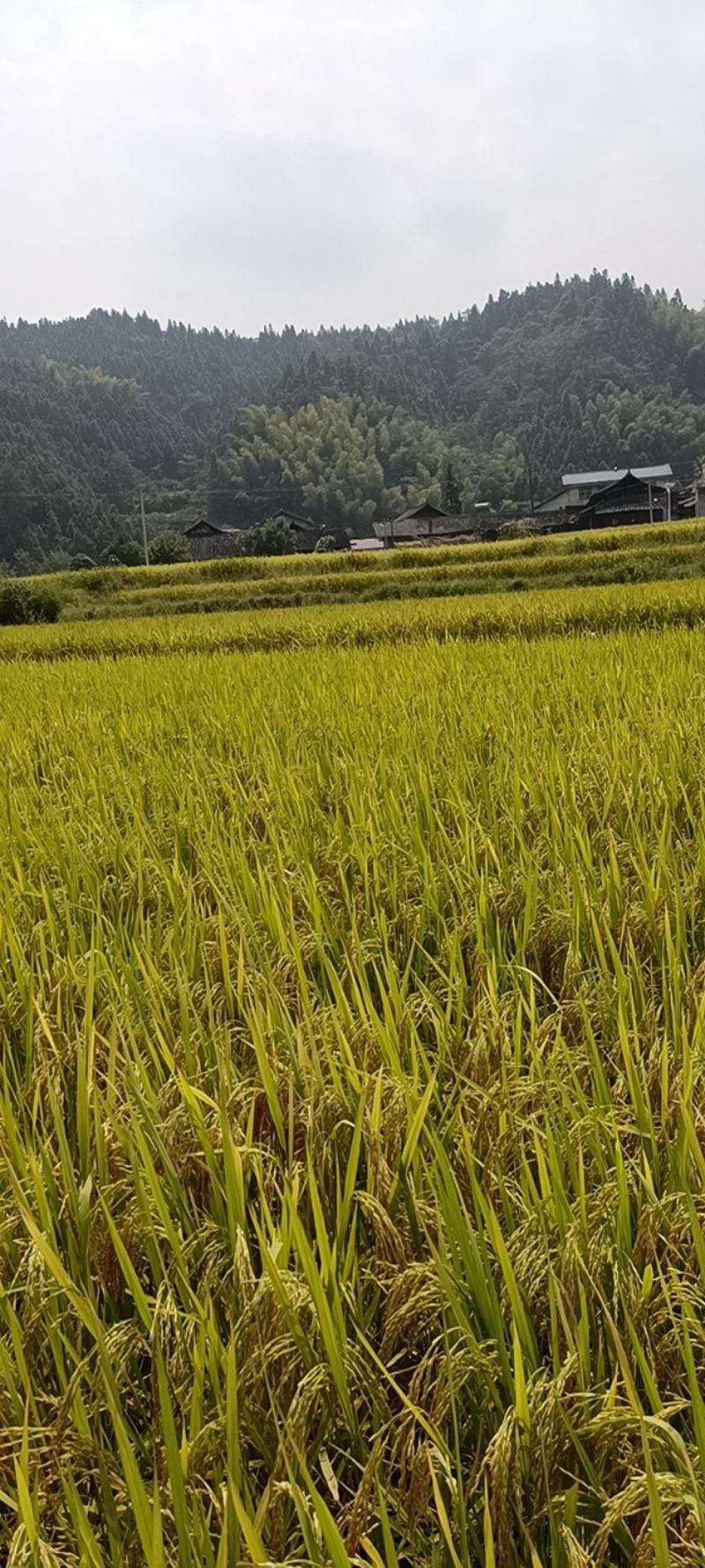 野香优红占米口感香软广西桂林