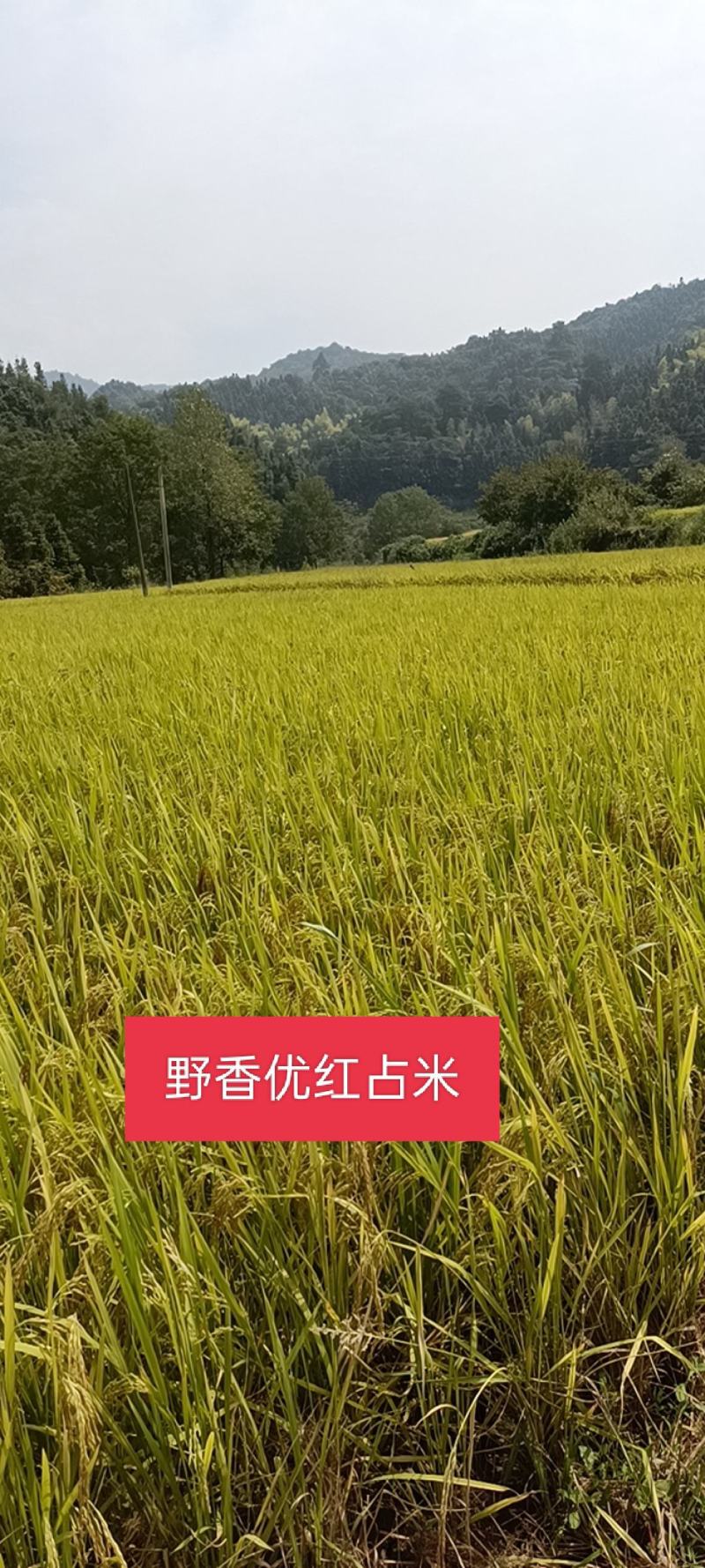 野香优红占米口感香软广西桂林