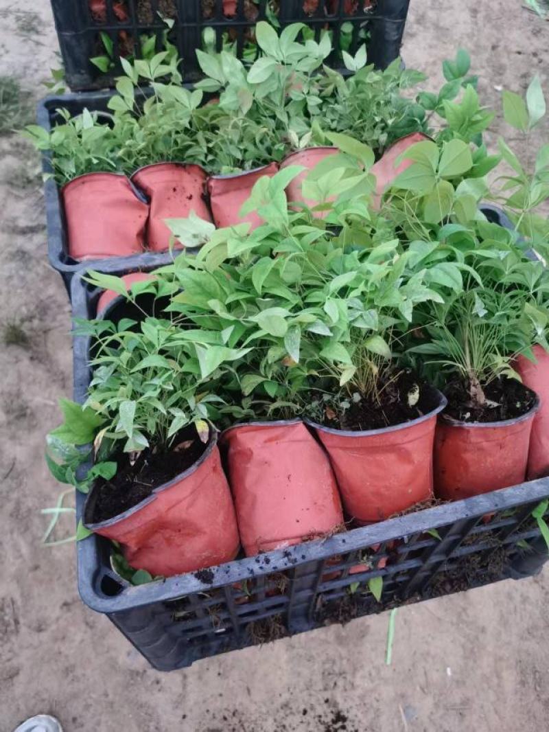 火焰南天竹南天竹万亩温室苗圃基地直发量大从优