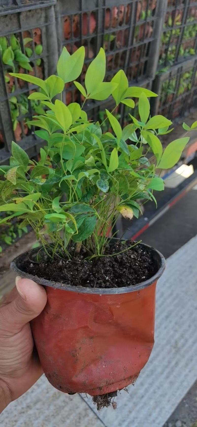 火焰南天竹南天竹万亩温室苗圃基地直发量大从优