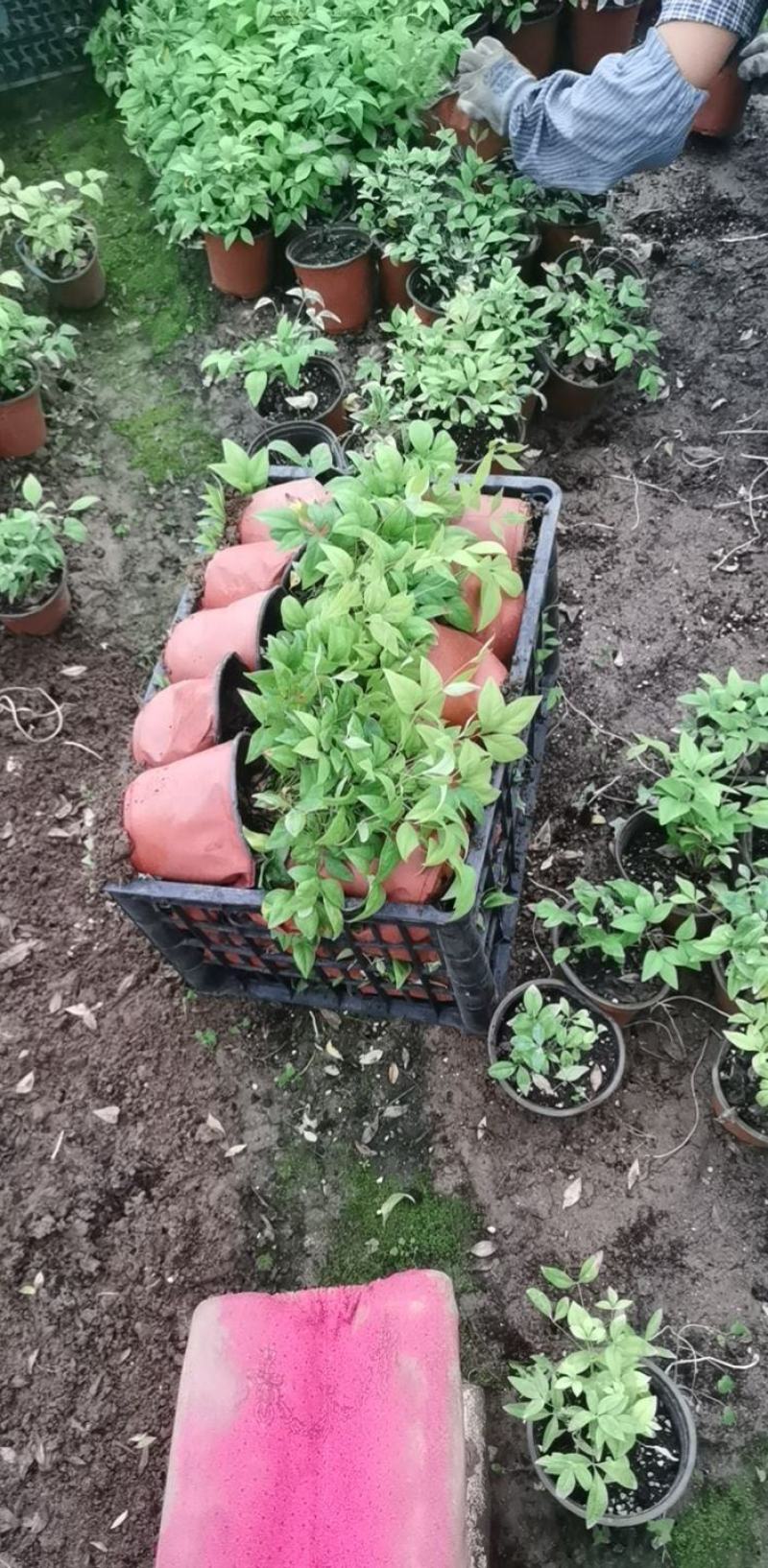 火焰南天竹南天竹万亩温室苗圃基地直发量大从优