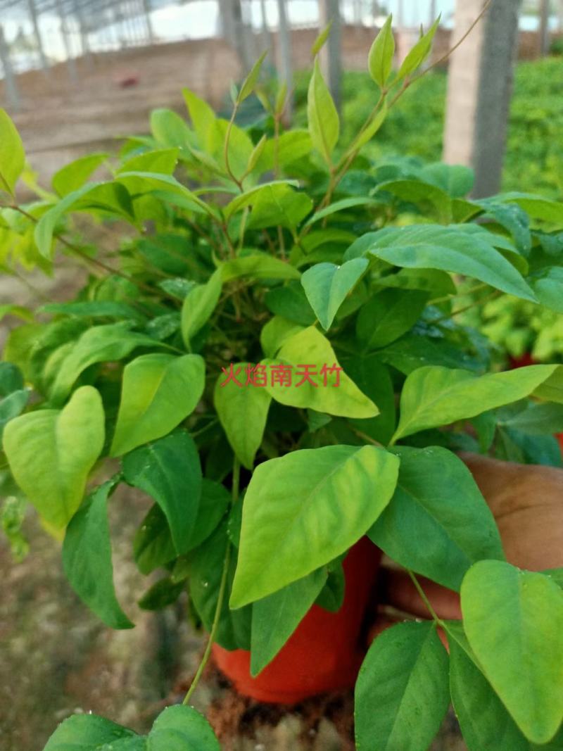 火焰南天竹南天竹万亩温室苗圃基地直发量大从优