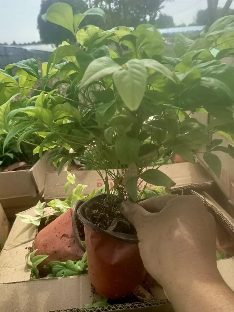 火焰南天竹南天竹万亩温室苗圃基地直发量大从优