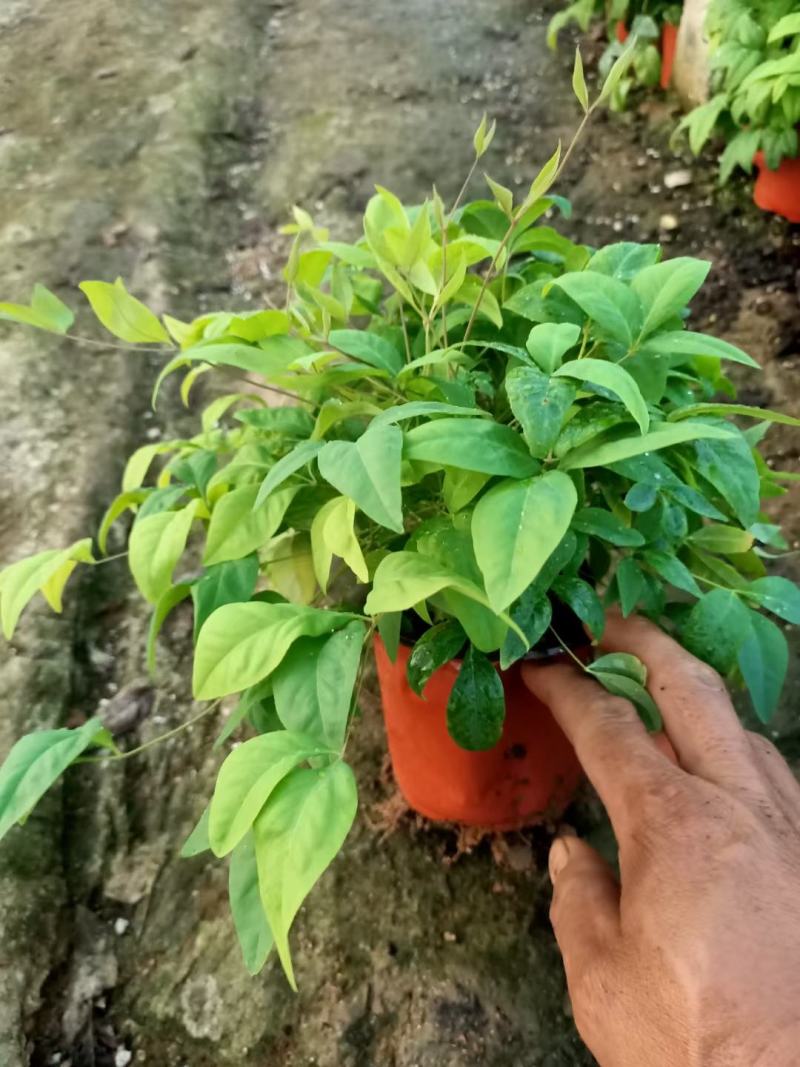 火焰南天竹南天竹万亩温室苗圃基地直发量大从优