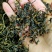 赶黄草茶赶黄草杆泡茶酒后饮用大量供应一件代发