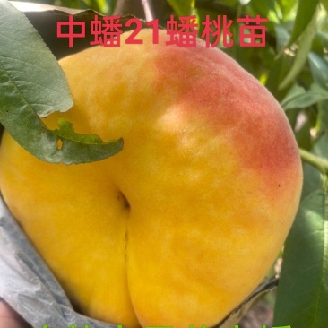 蟠桃苗,中蟠21毛蟠,晚熟大果黄肉蟠桃新品种,采摘期长