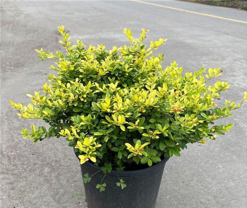 金宝石冬青花园庭院别墅园林绿化工程苗木四季常绿彩色观叶花