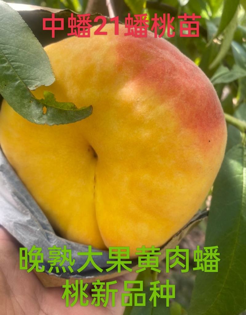 蟠桃苗，中蟠21毛蟠，晚熟大果黄肉蟠桃新品种，采摘期长