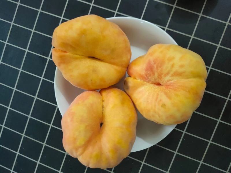 蟠桃苗，中蟠21毛蟠，晚熟大果黄肉蟠桃新品种，采摘期长