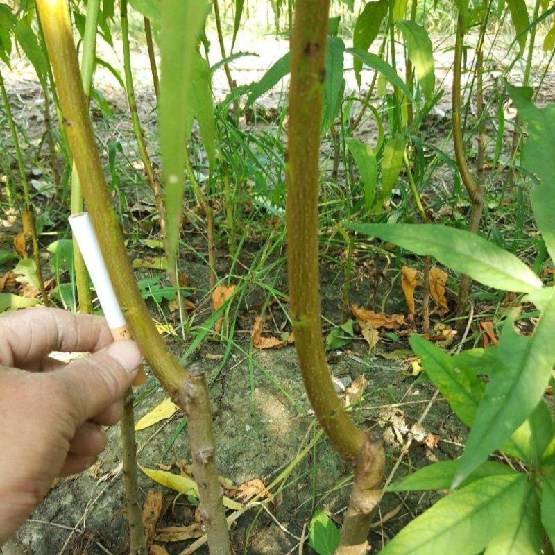 蟠桃苗，中蟠21毛蟠，晚熟大果黄肉蟠桃新品种，采摘期长