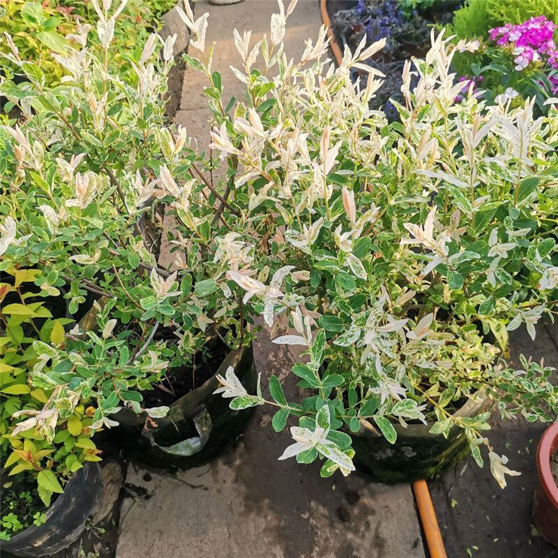 彩叶柳妃盆栽杞柳四季常青室外庭院耐热耐寒多年生灌木植物