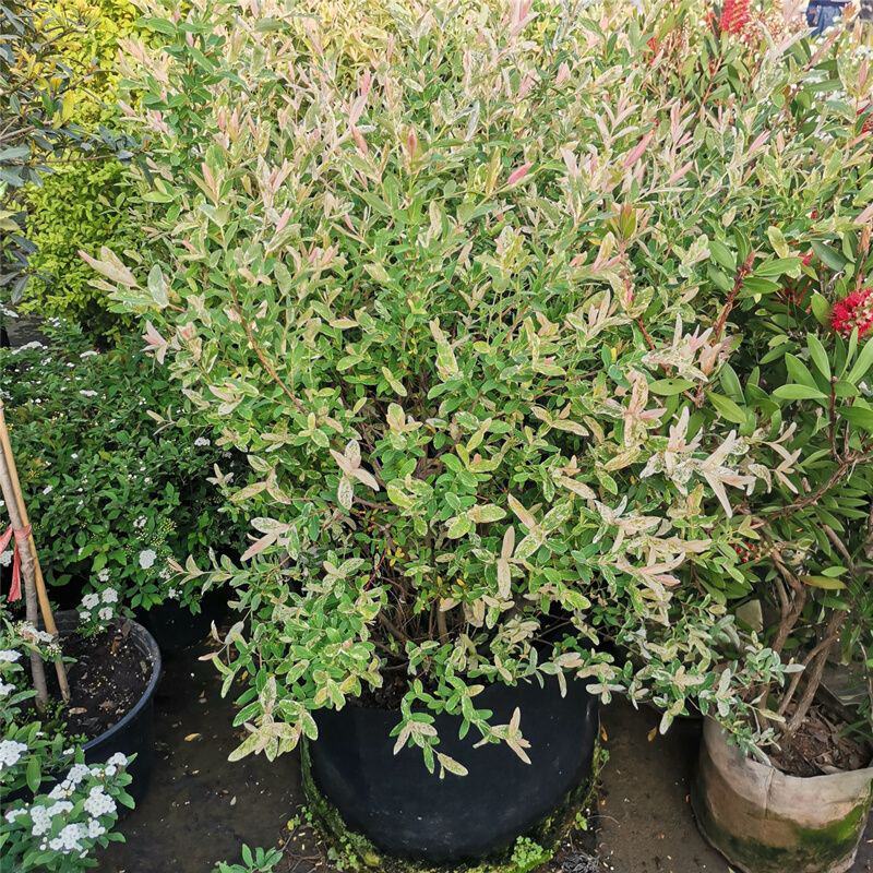 彩叶柳妃盆栽杞柳四季常青室外庭院耐热耐寒多年生灌木植物