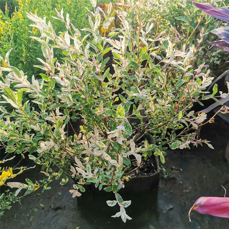 彩叶柳妃盆栽杞柳四季常青室外庭院耐热耐寒多年生灌木植物
