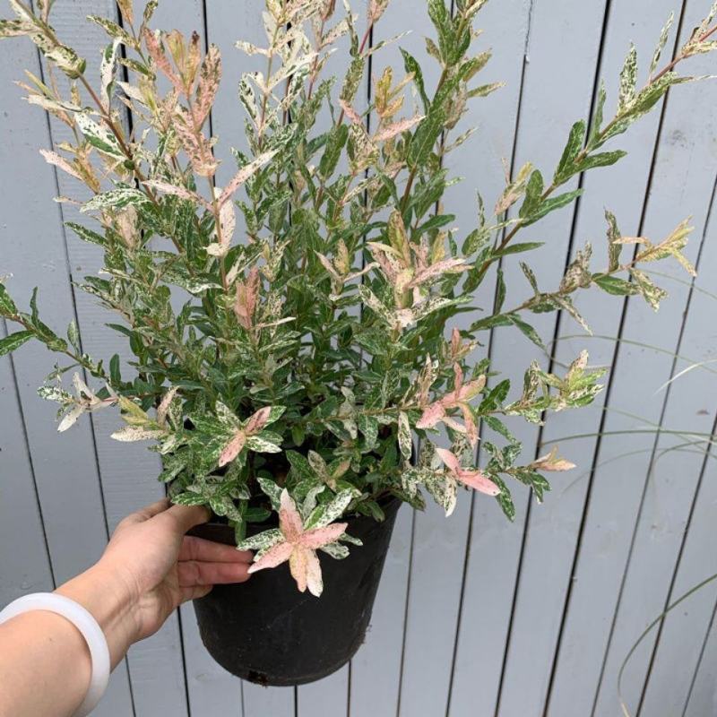 彩叶柳妃盆栽杞柳四季常青室外庭院耐热耐寒多年生灌木植物
