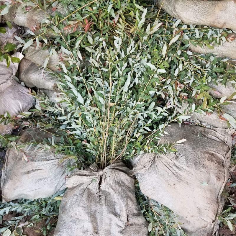 彩叶柳妃盆栽杞柳四季常青室外庭院耐热耐寒多年生灌木植物