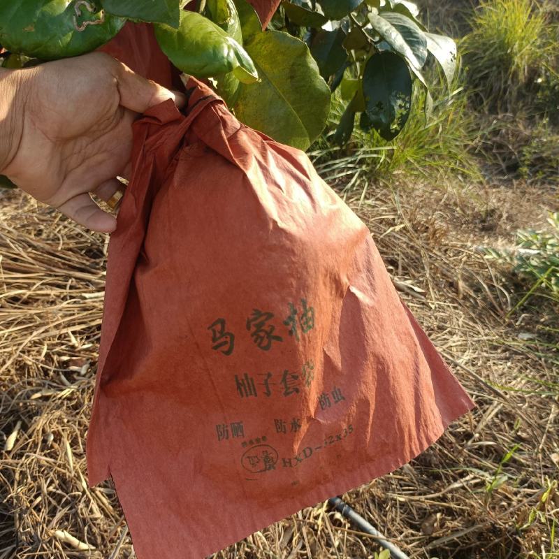 江西广丰马家柚